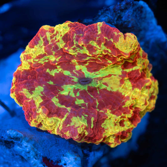Awesome Jawbreaker Mushroom