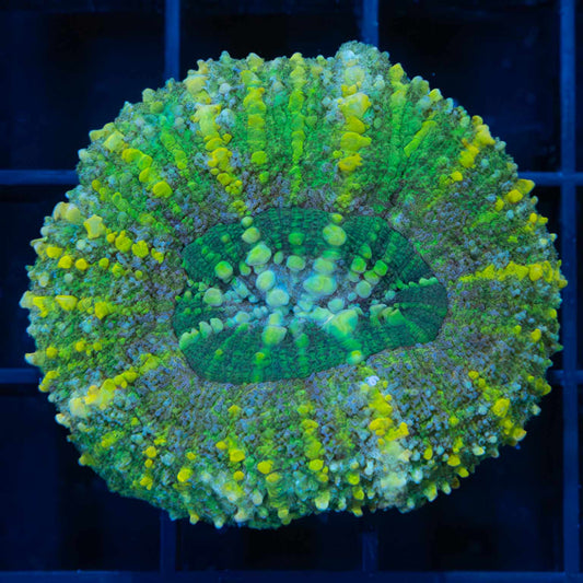 Ultra Symphyllia