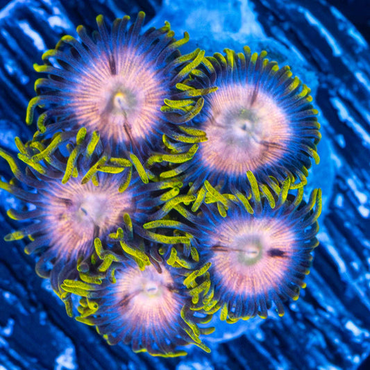 Ultra Zoas (5 polyps)