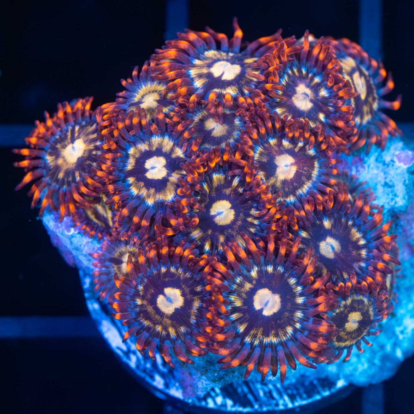 Ultra Zoa (15+ Polyps)