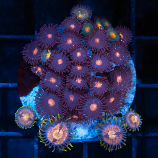 Ultra Zoa Colony