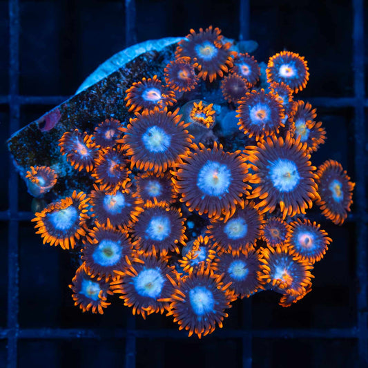 Ultra Zoa Colony