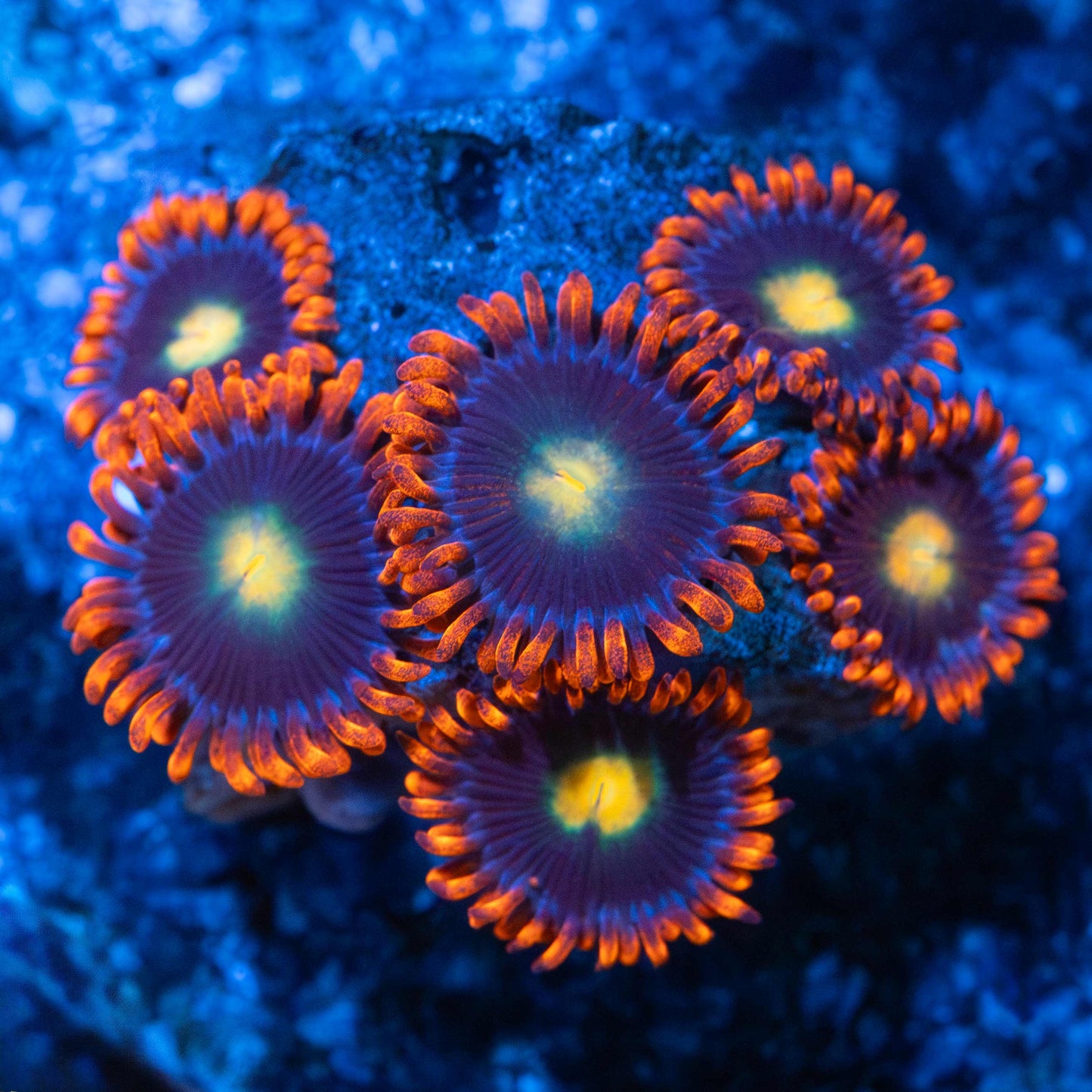 Ultra Zoa