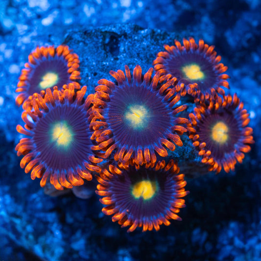 Ultra Zoa