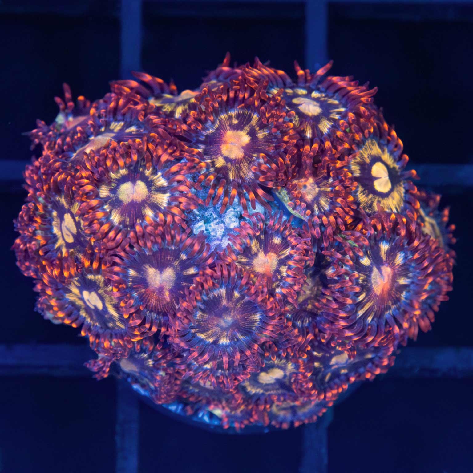 Ultra Zoa Colony