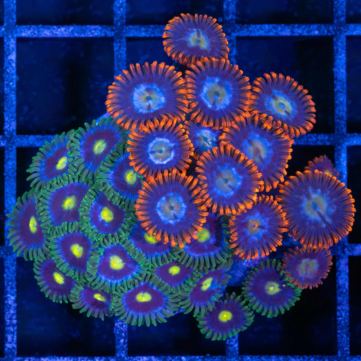 Zoa Combo