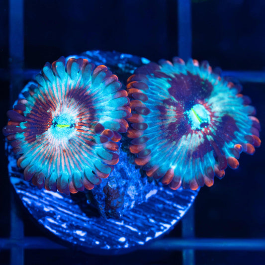 White Zombie Zoa (2+ polyps)