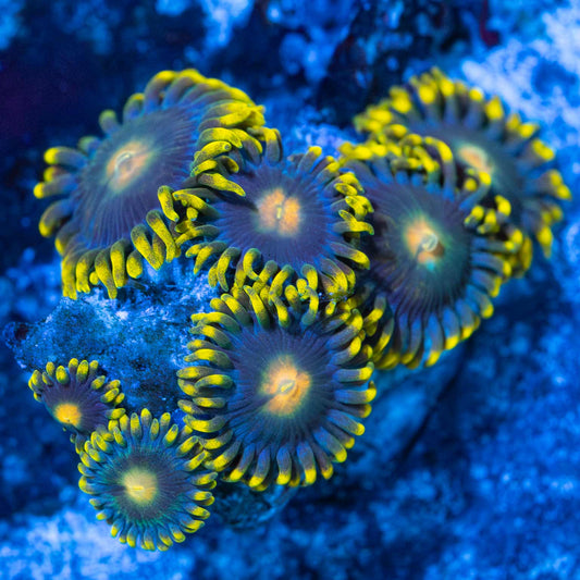 Ultra Zoas