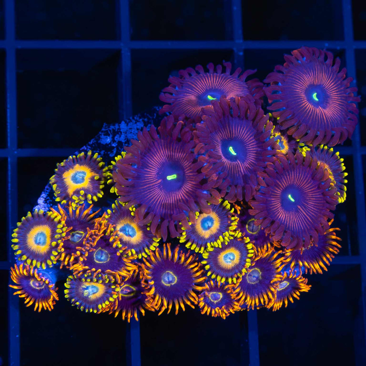 ultra zoa garden