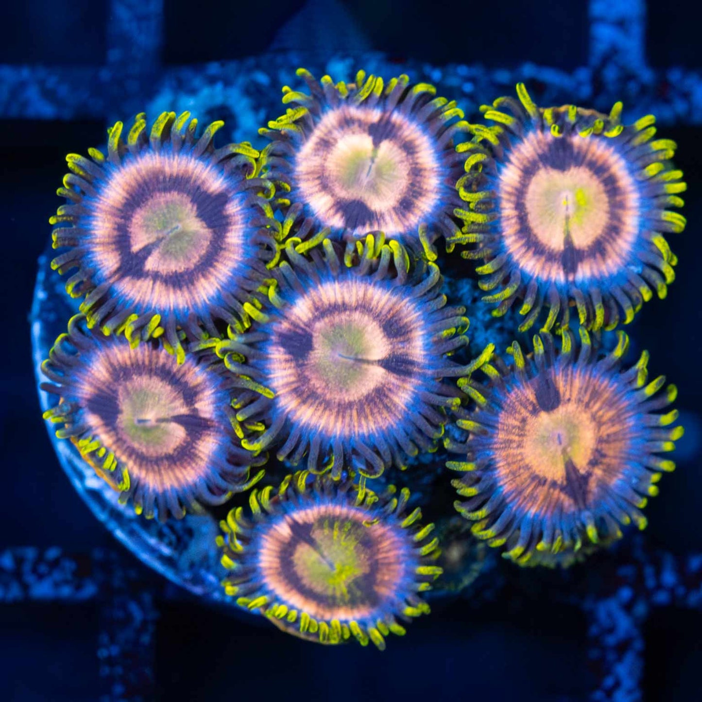 Ultra Zoas (7 polyps)