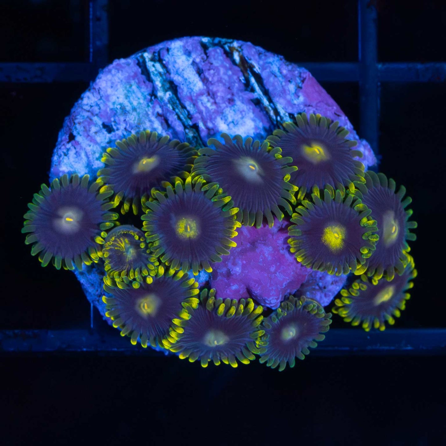 Ultra Tricolor Zoa