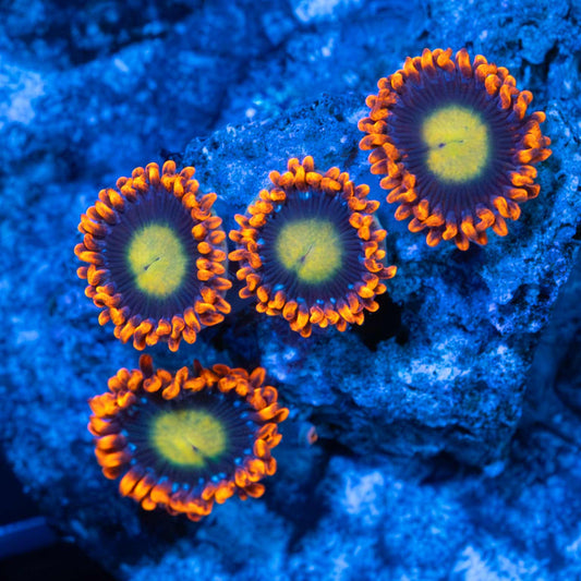 Ultra Zoa