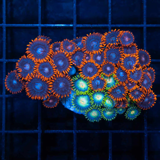 Ultra Zoa Combo Colony