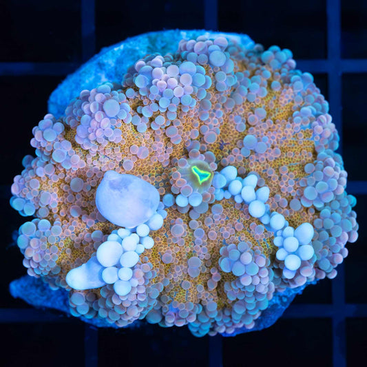 Large Unicorn Bounce Yuma Mushroom Coral
