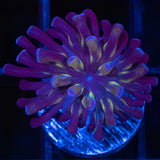 Unique 4 Color Branch Hammer Coral