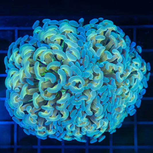 5 Color Hammer Coral 4"