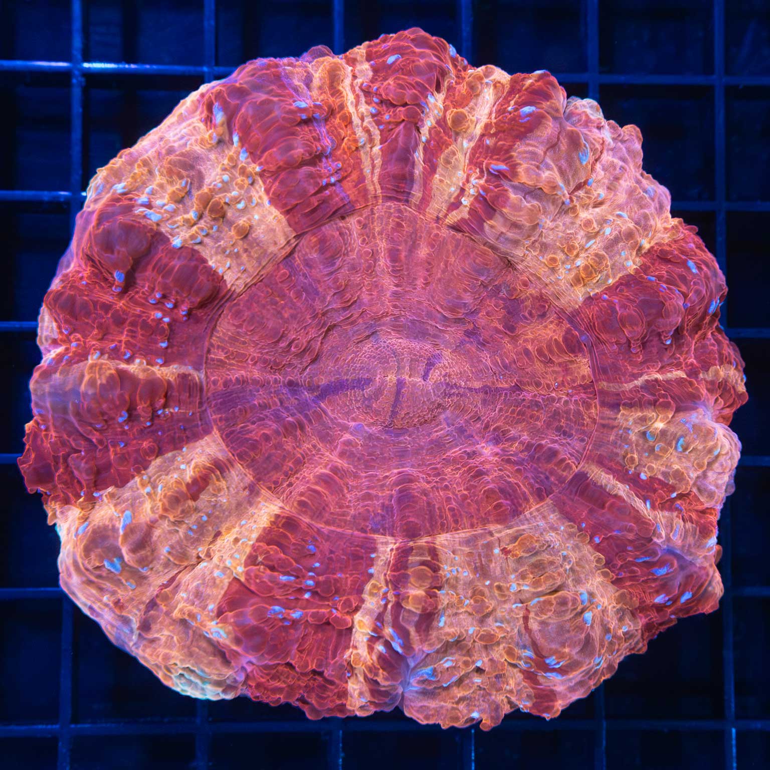 Unique Acanthophyllia