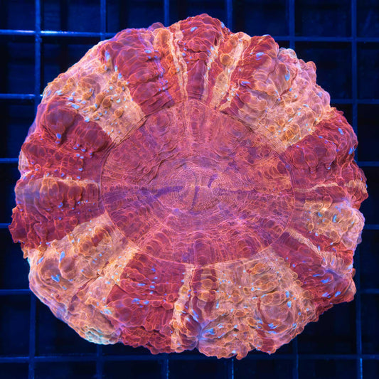 Unique Acanthophyllia
