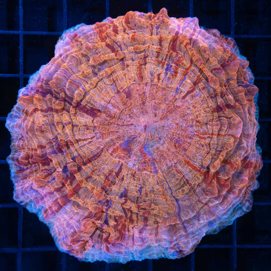 Unique Acanthophyllia