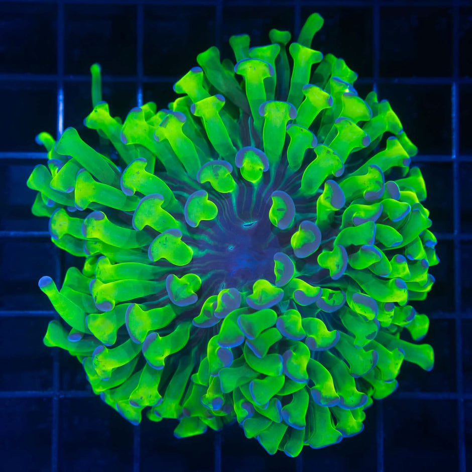Lucky Charms Branching Hammer Coral