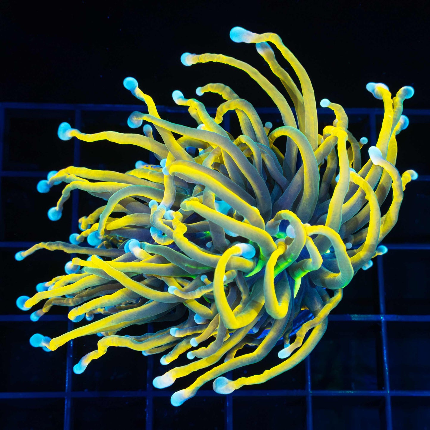 Unique Indo Gold Torch