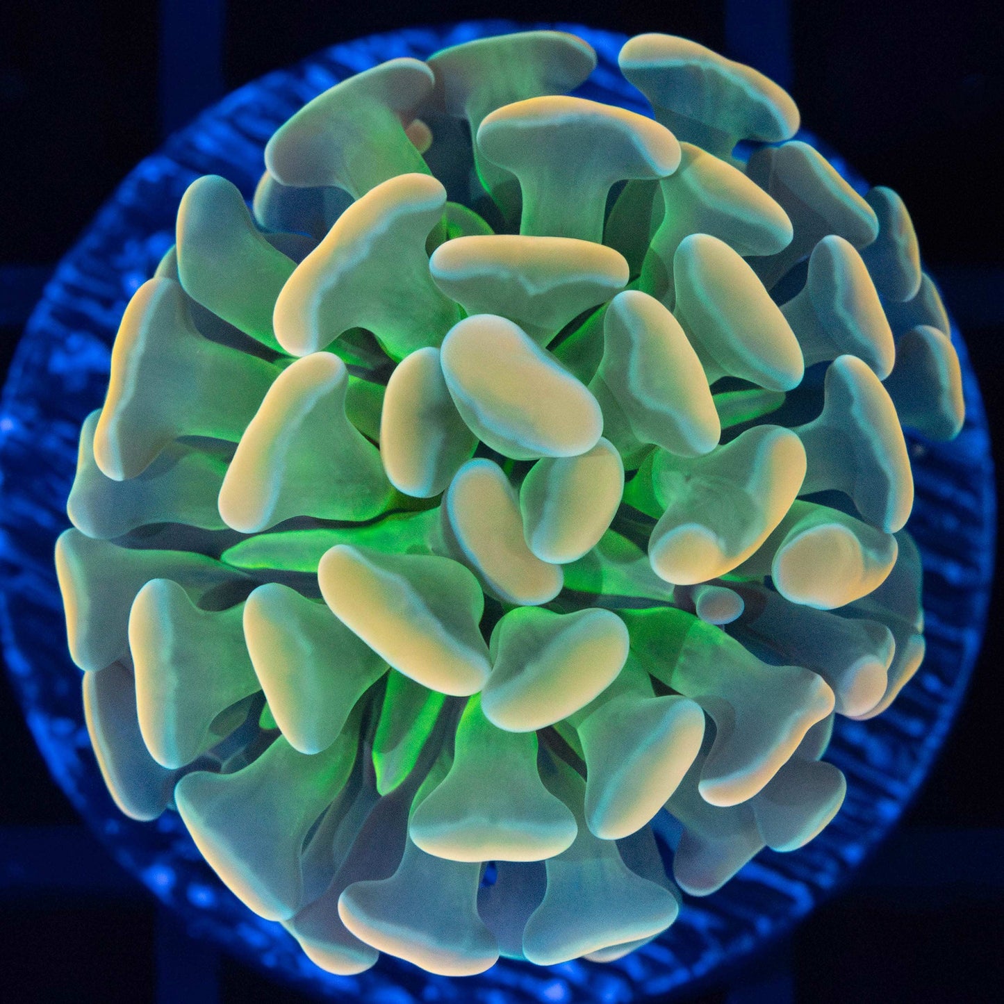 Super Green Stem Golden Branch Hammer