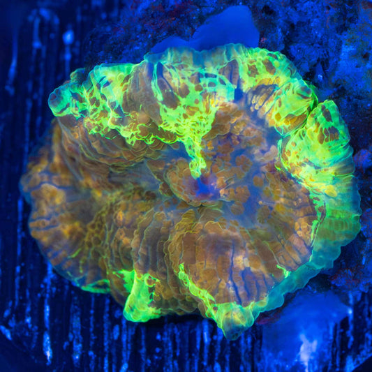 Chocolate Thunder Mushroom Coral