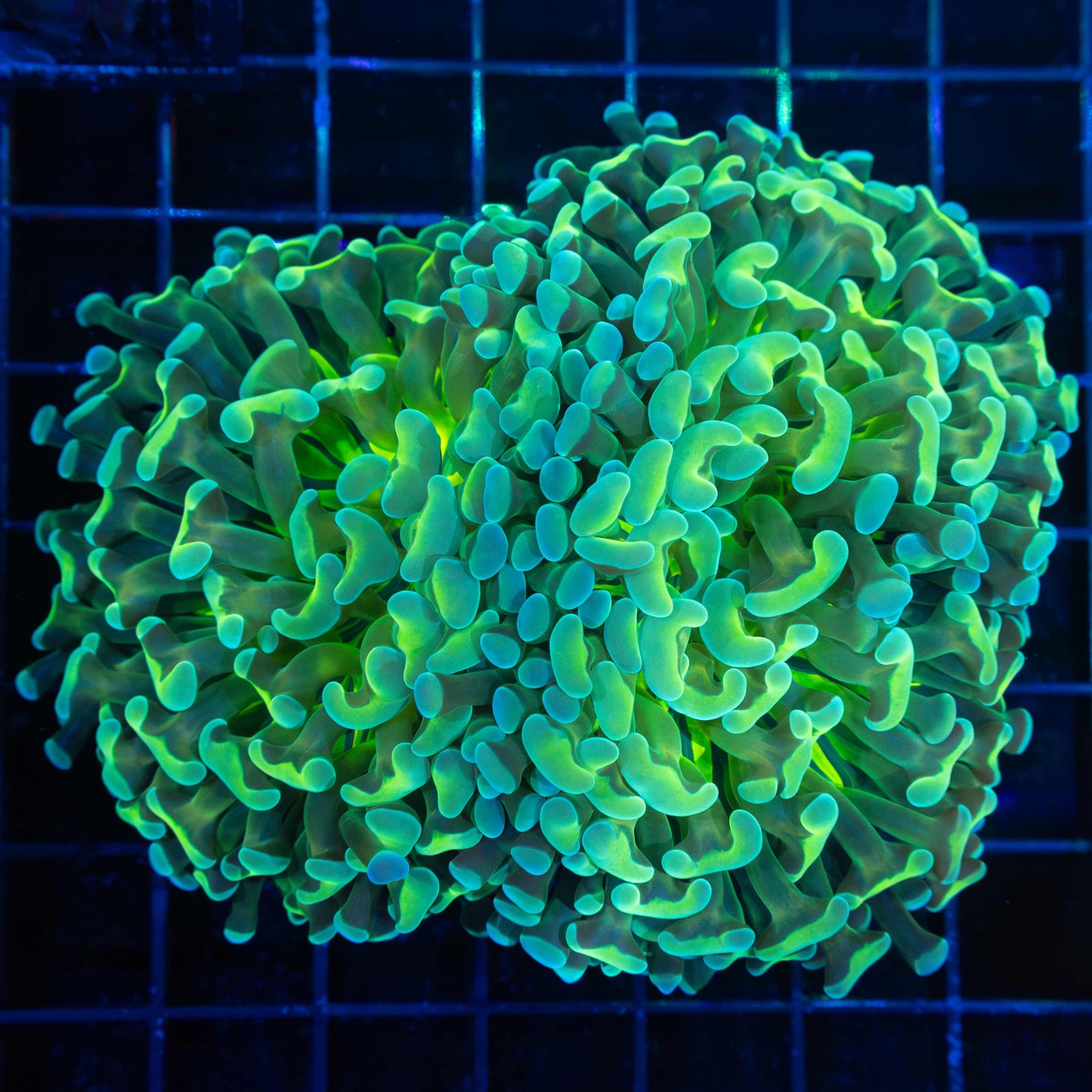 Rare Variety Hammer Coral 4.5"