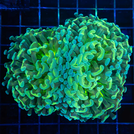 Rare Variety Hammer Coral 4.5"