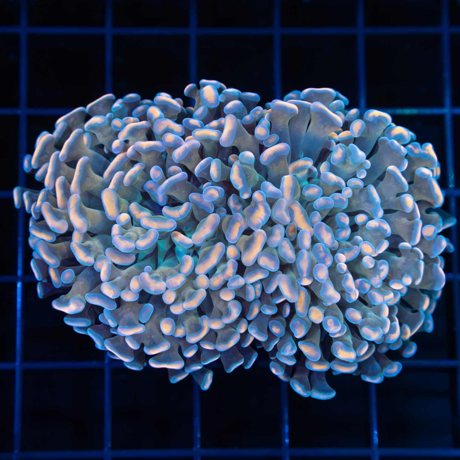 Unique Hammer Coral 3.25"