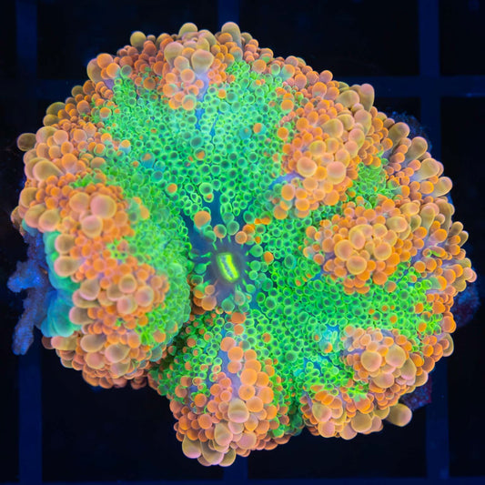 Large Orange Sherbet Yuma Mushroom