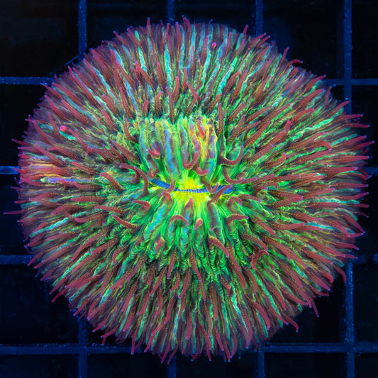 Large Rainbow Plate Coral