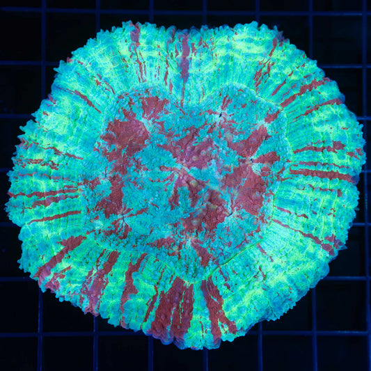 Unique Symphyllia Coral 4.25"