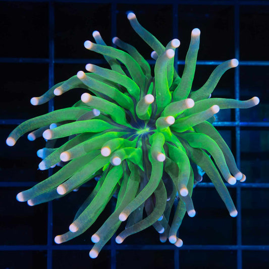 Unique Indo Torch Coral