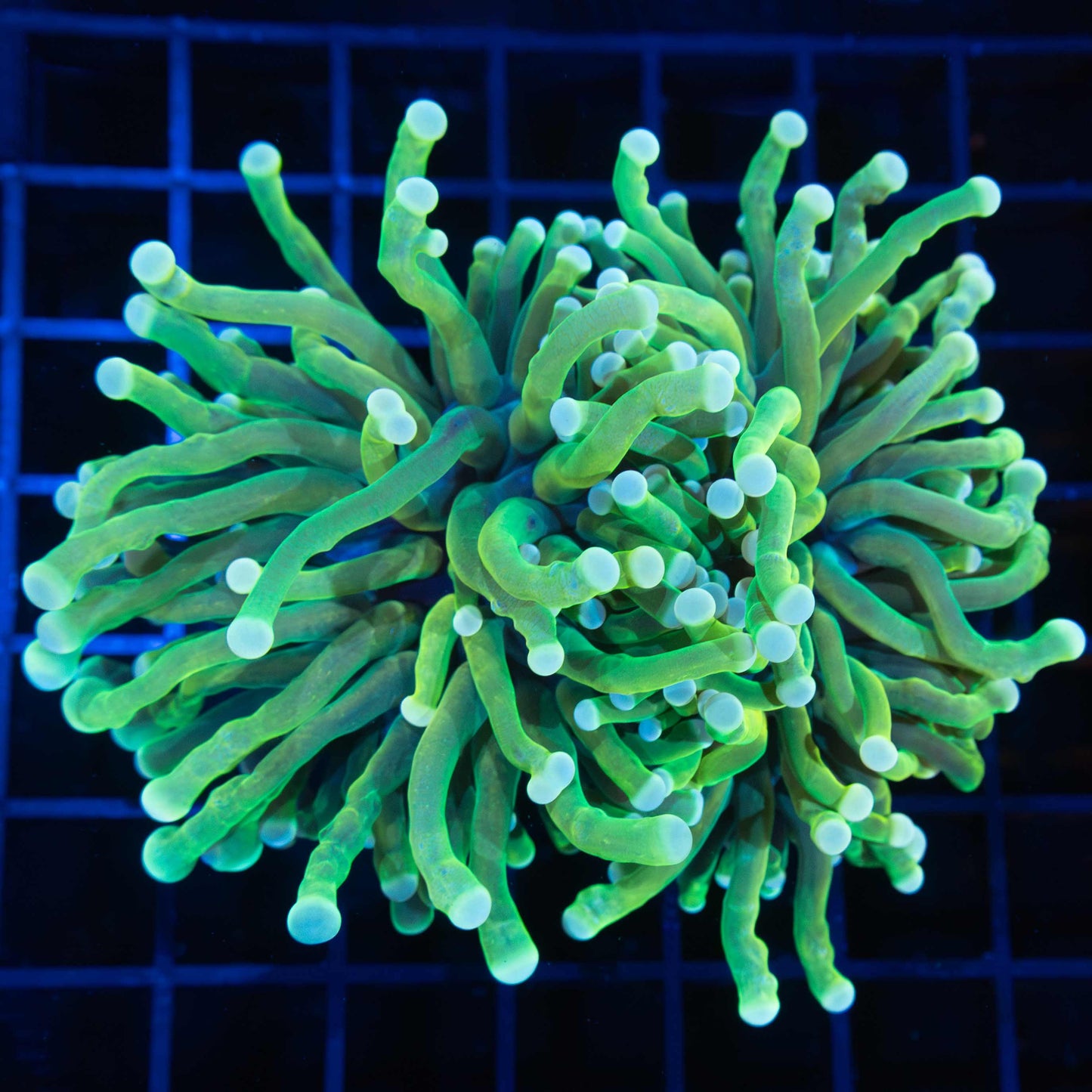 2 Large Heads Unique Torch Coral