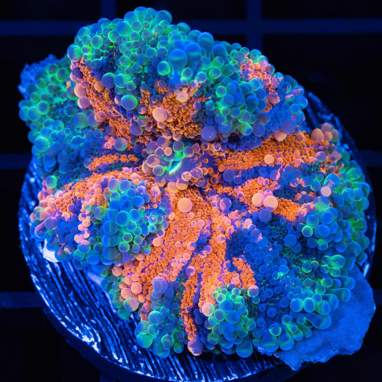 Unique Large Rainbow Yuma