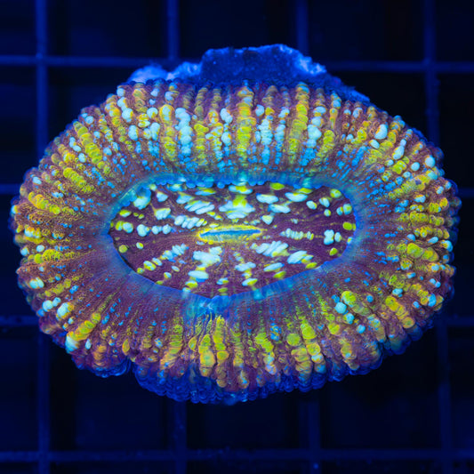 1 of 1 scolymia