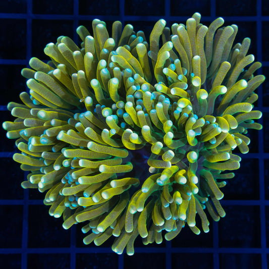 Unusual Banana Torch Coral (Almost 3 Heads) 3.5"