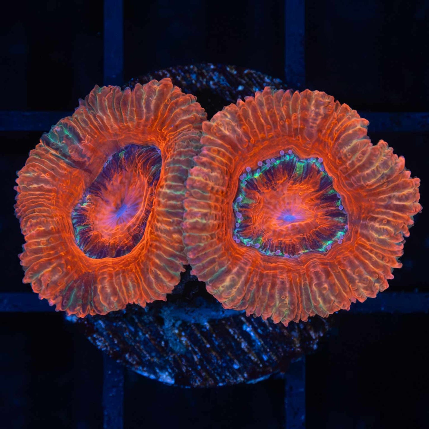 Unique Splatter Acan (2 Polyps)