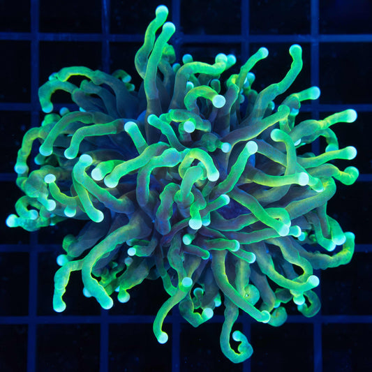 Unique Large Head Malaysian Torch