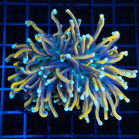 2 Heads Unique Torch Coral 4"