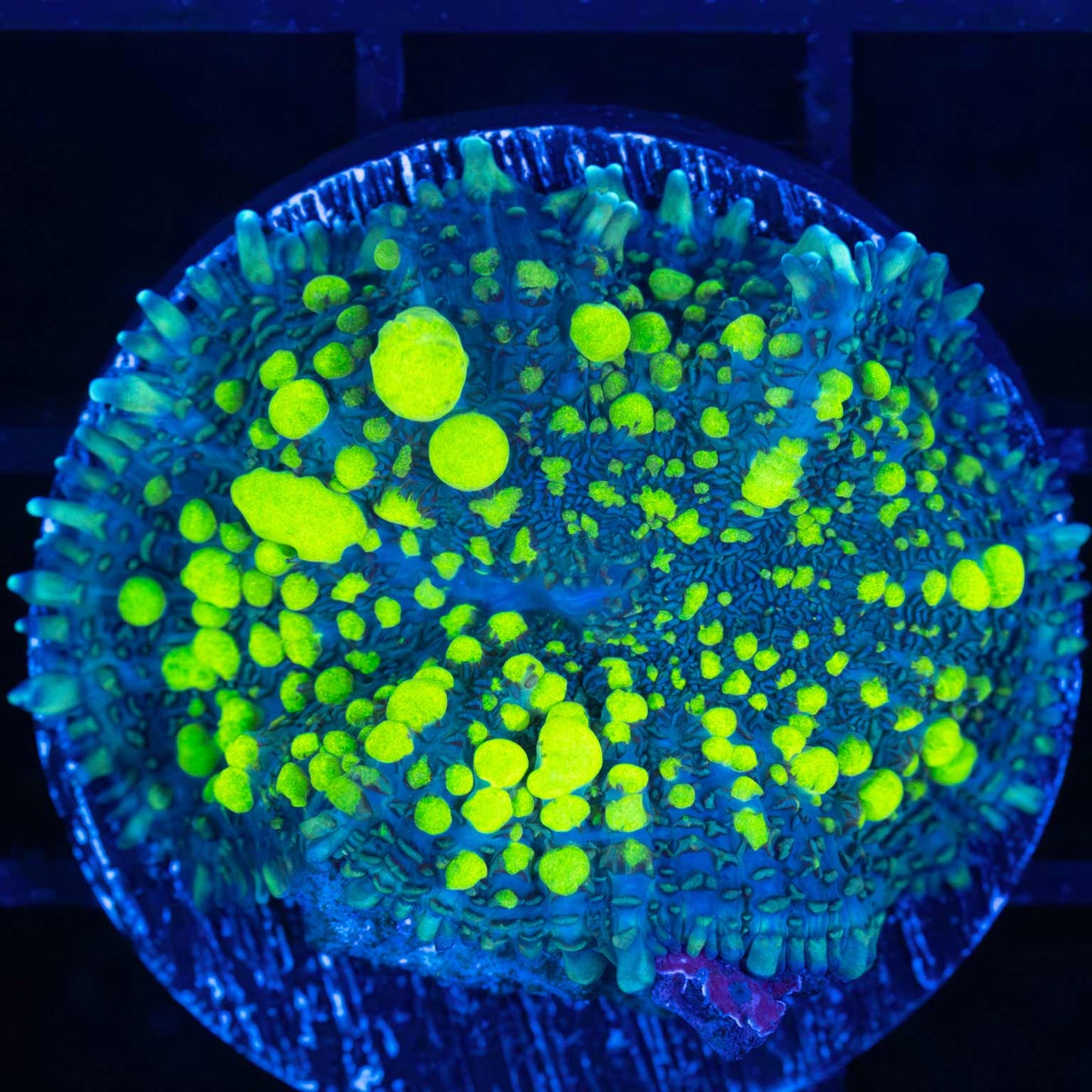 Large Ultra Uranium Bounce Mushroom 1.5"