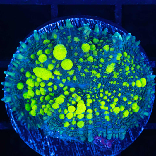 Large Ultra Uranium Bounce Mushroom 1.5"