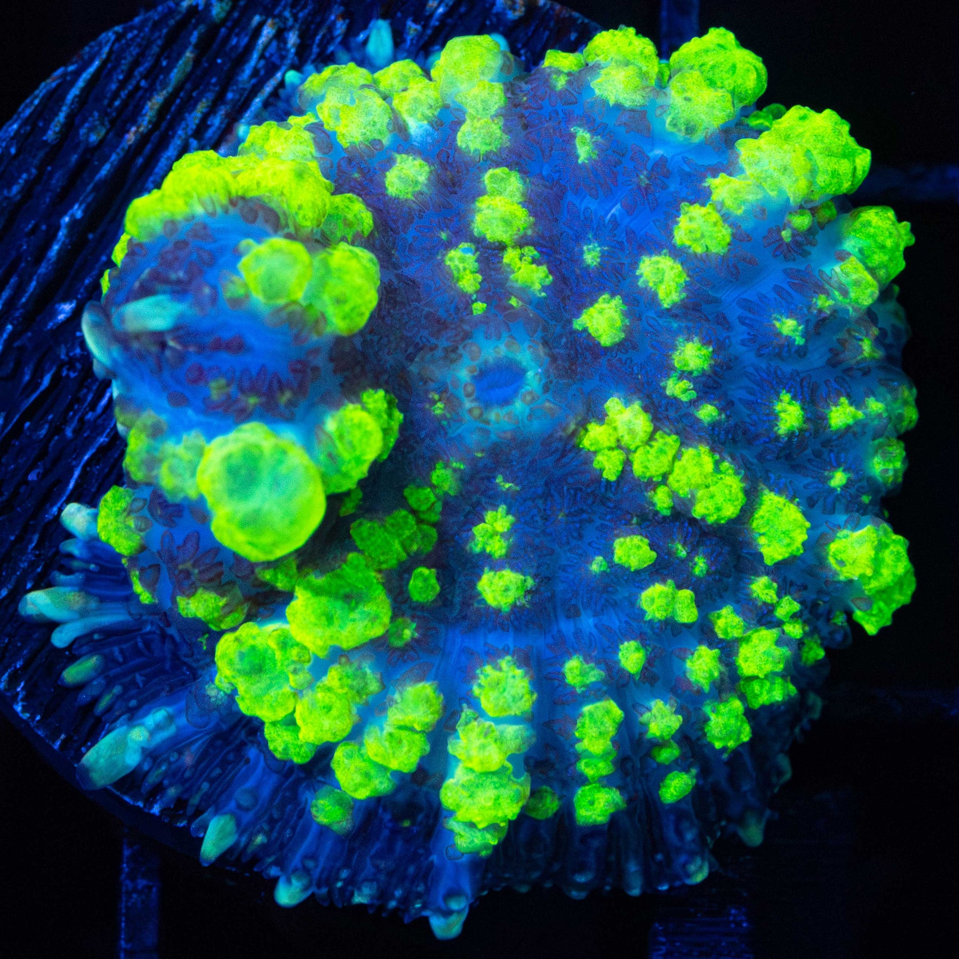 Uranium Bounce Mushroom Coral