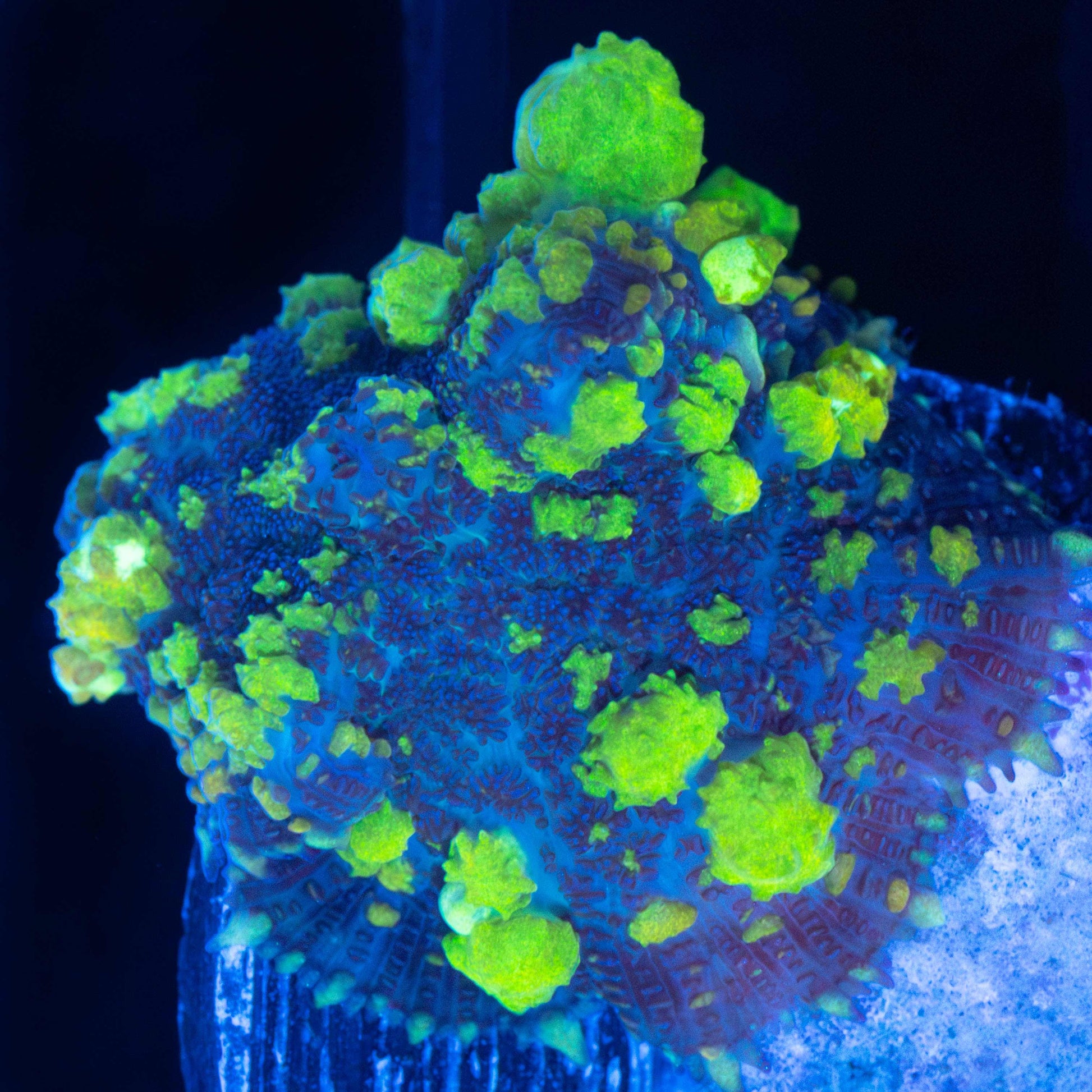 Ultra Uranium Bounce