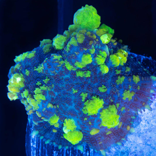 Ultra Uranium Bounce