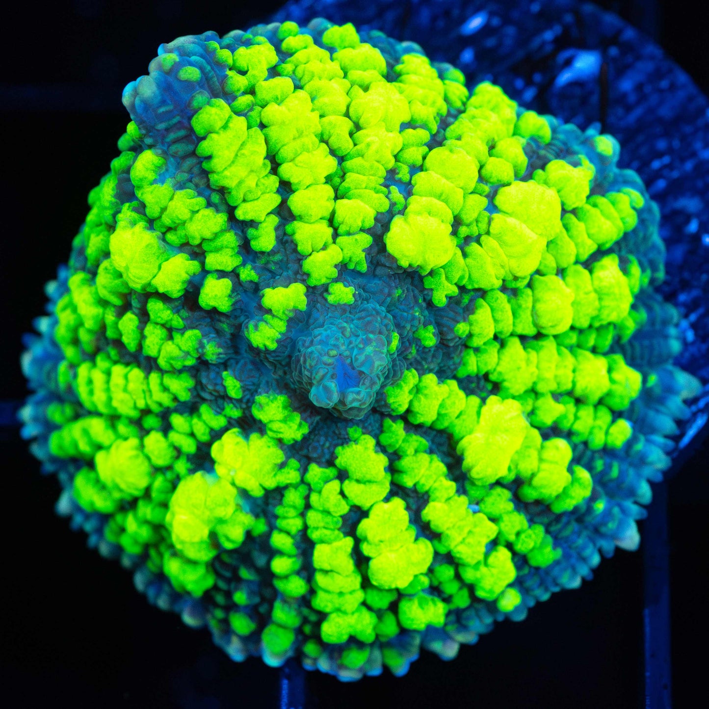 Ultra Uranium Bounce (Bright!)