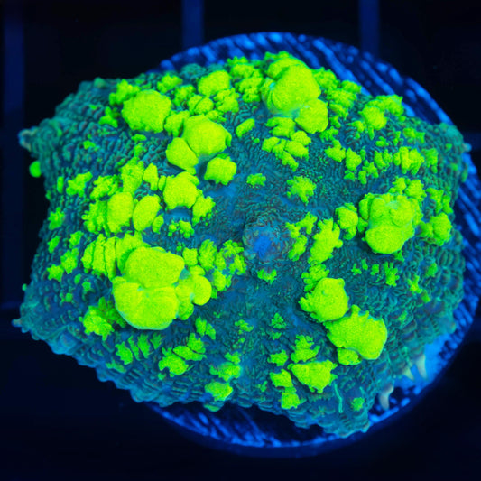 Large Ultra Uranium Bounce