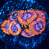 Utter Chaos Zoa
