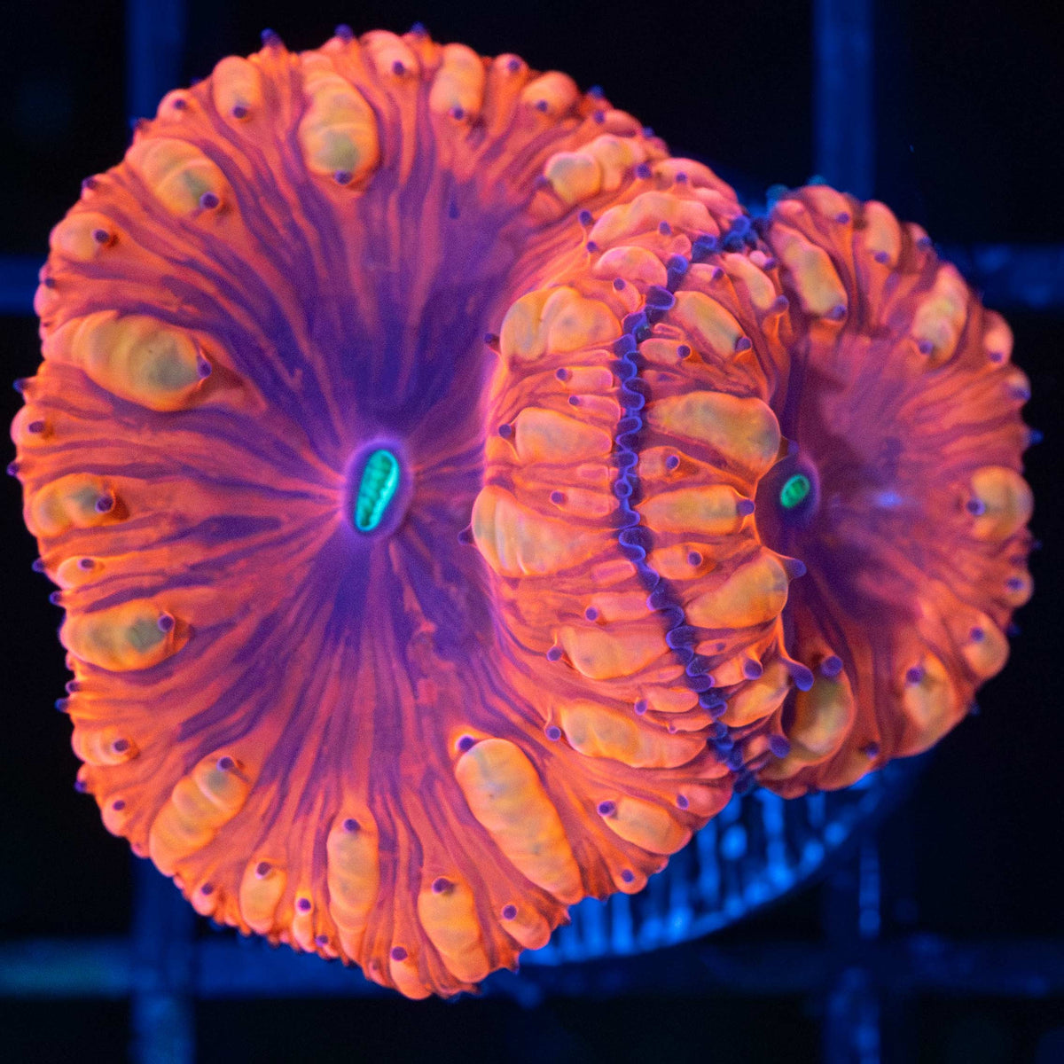 VDM Blastomussa